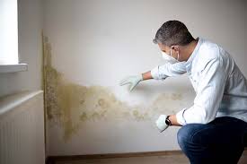 Best Attic Mold Removal  in Whitefish Bay, WI